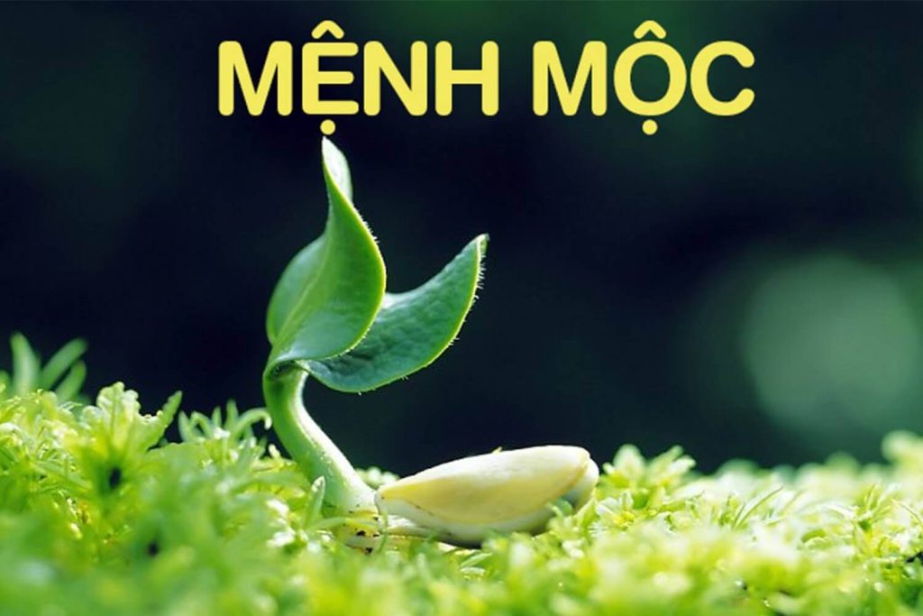 Mệnh Mộc là một trong năm mệnh trong ngũ hành, đại diện cho yếu tố cây cối và sự sống